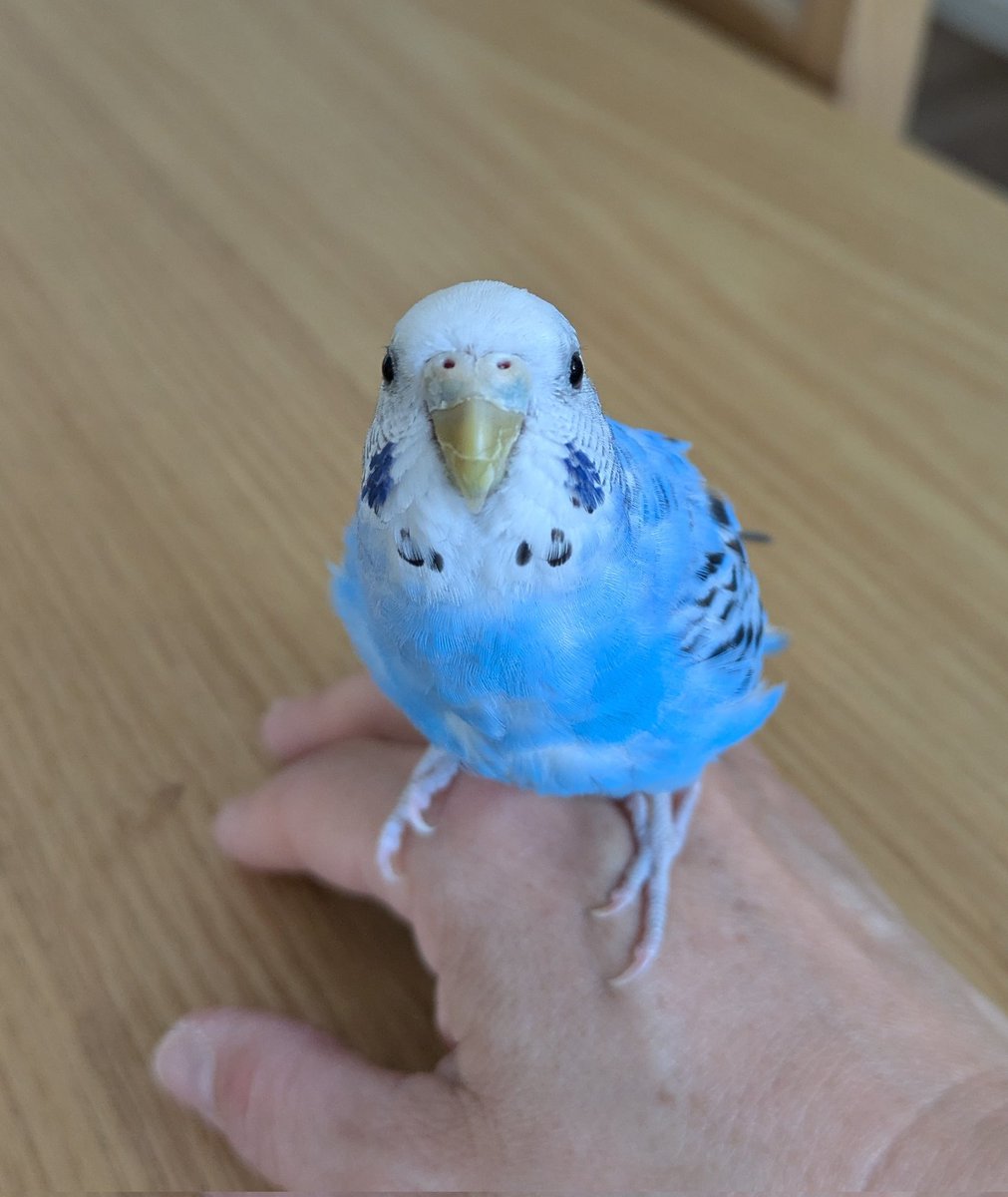 ピーちゃん (@BuraH1JzuQ73wHB) / Posts / X