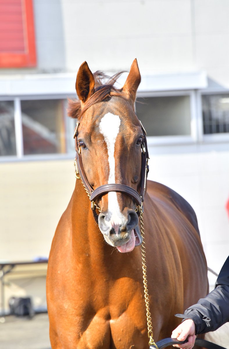 メイショウハリオ