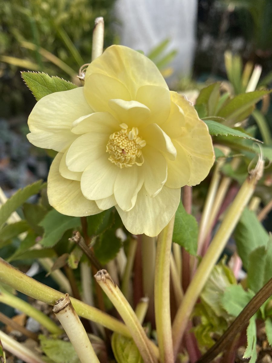 かぐや姫さんは香りのするクリスマスローズだよ