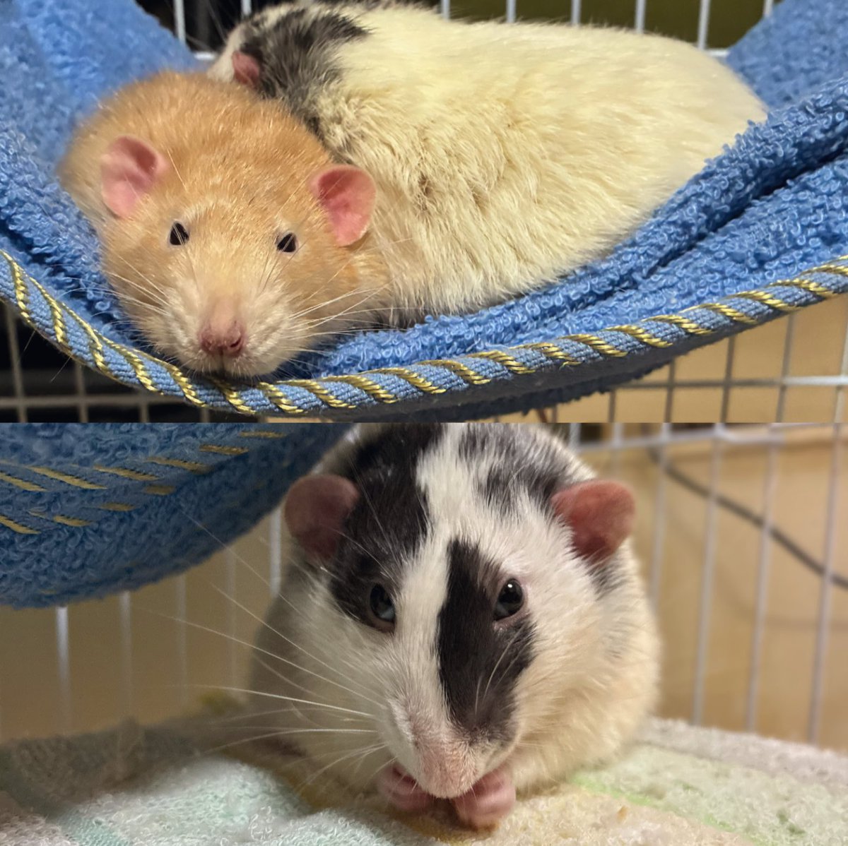 エキゾチックアニマル