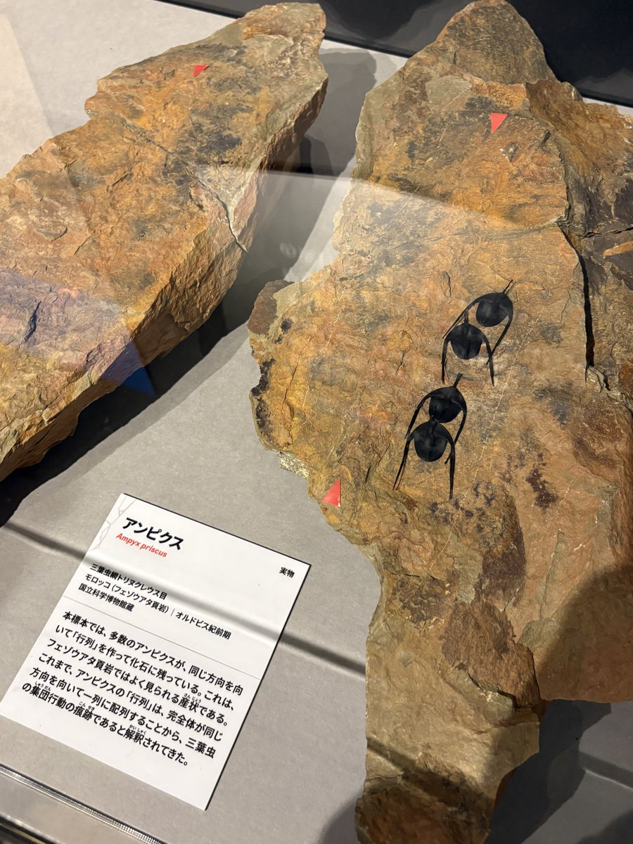 入手不可！小惑星のかけら K-T境界層（K/Pg境界頁岩） 標本 K/T境界