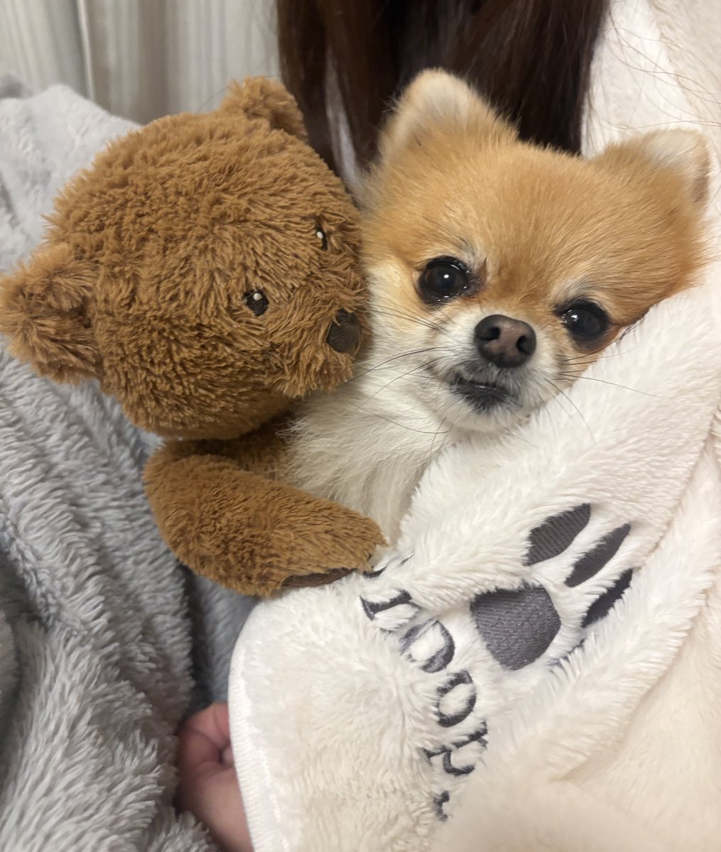 ぽめらにあんのぽんず (@ponzuchan_0901) / Posts / X