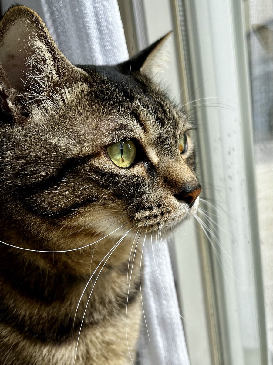 ただの猫好き (@chitakohaku) / Posts / X