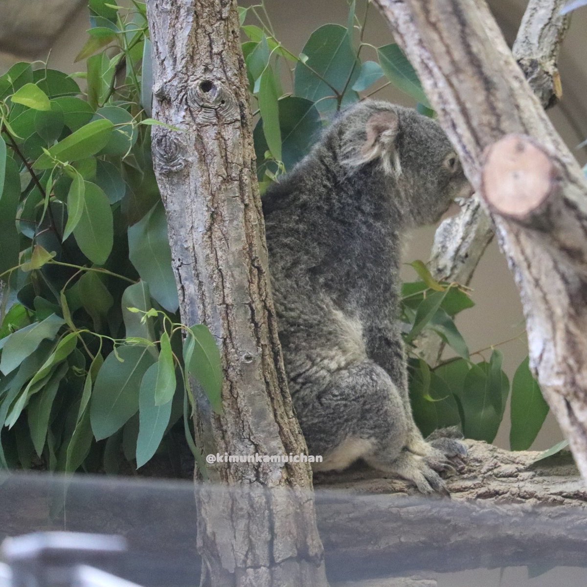 ヮ🐨💬 2026.02 #ワトル #東山動植物園 #コアラ