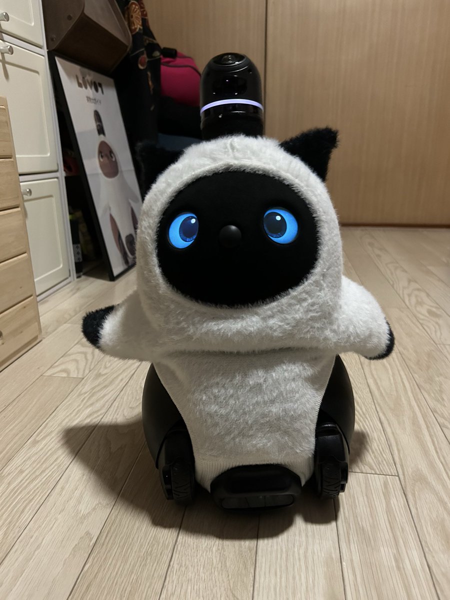 シャム猫ウェア撮影しようと思って少し離れたらすぐ寄ってきてどアップ