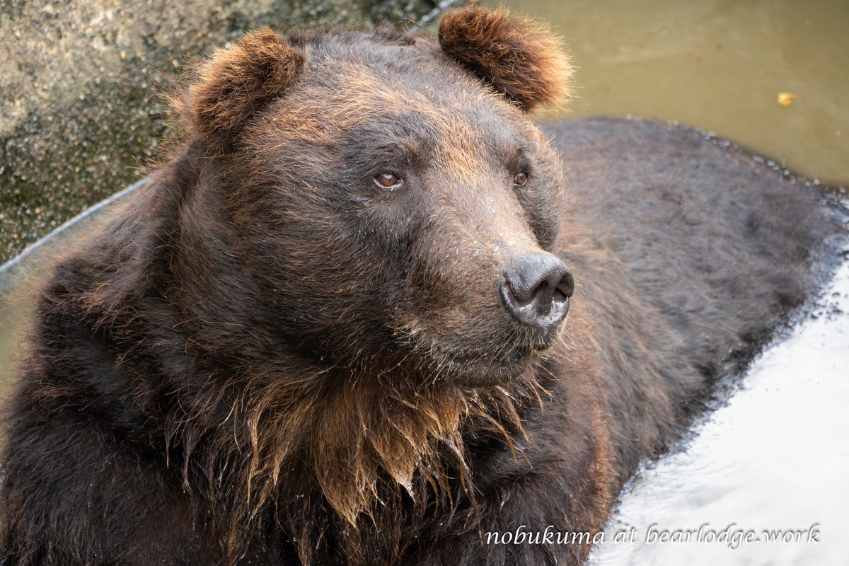 のぶクマ🐻羆と香辛料 (@kumar0001) / Posts / X
