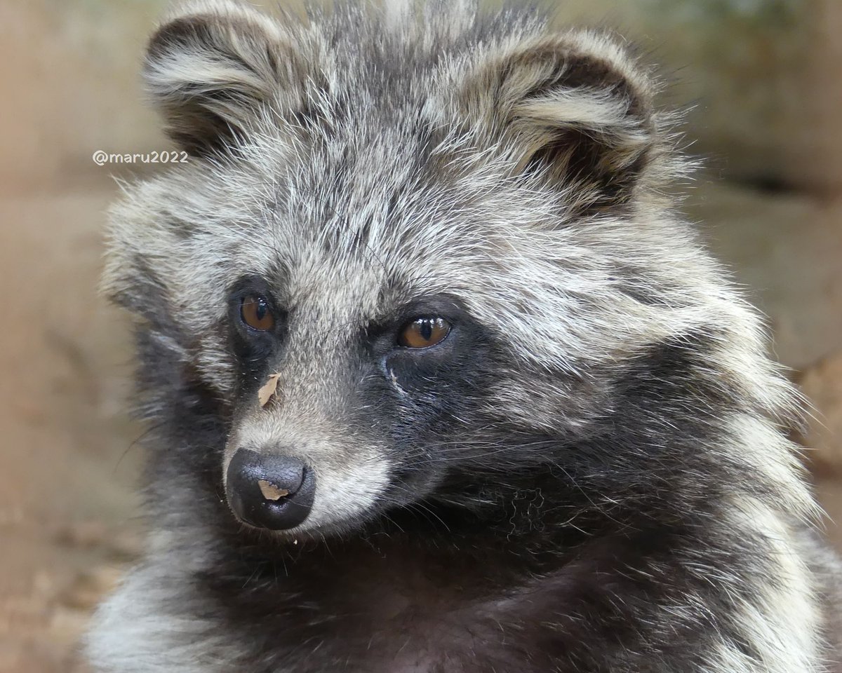 Post by 𝑚𝑎𝑟𝑢(ﾏﾙ) on X: #たぬき登場