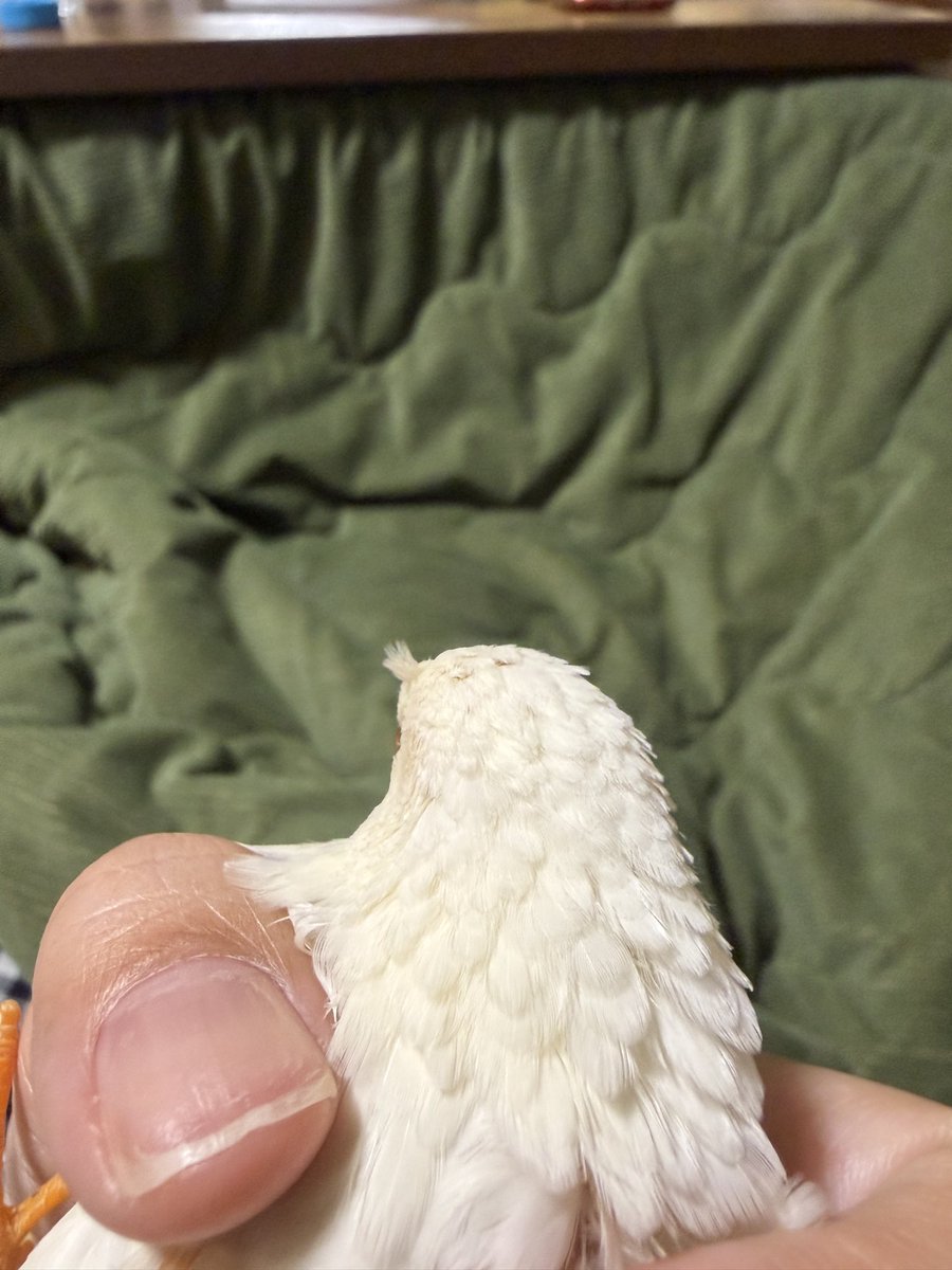 うずらちゃん (@idd_o7) / Posts / X