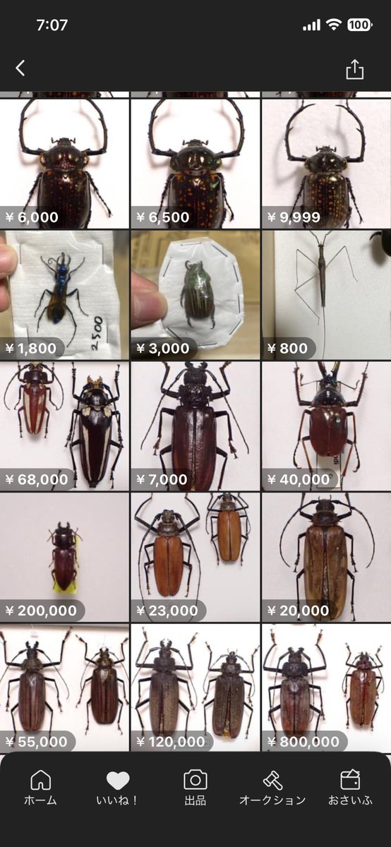 カミキリムシ (@5AuTwuwVZB0alo7) / Posts / X