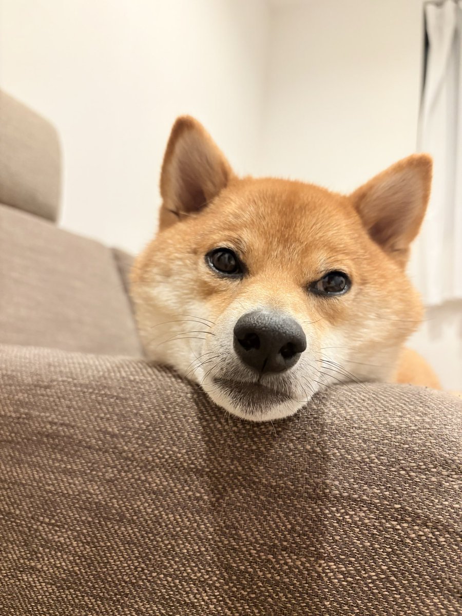 またお留守番の日かぁ #豆柴 #柴犬がいる暮らし #柴犬が好きすぎるで