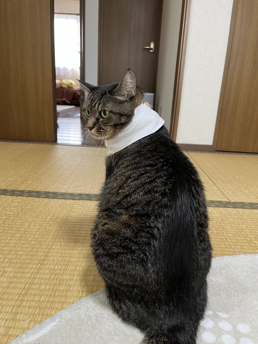 ねこじま まめたろう (@nekojima_22) / Posts / X