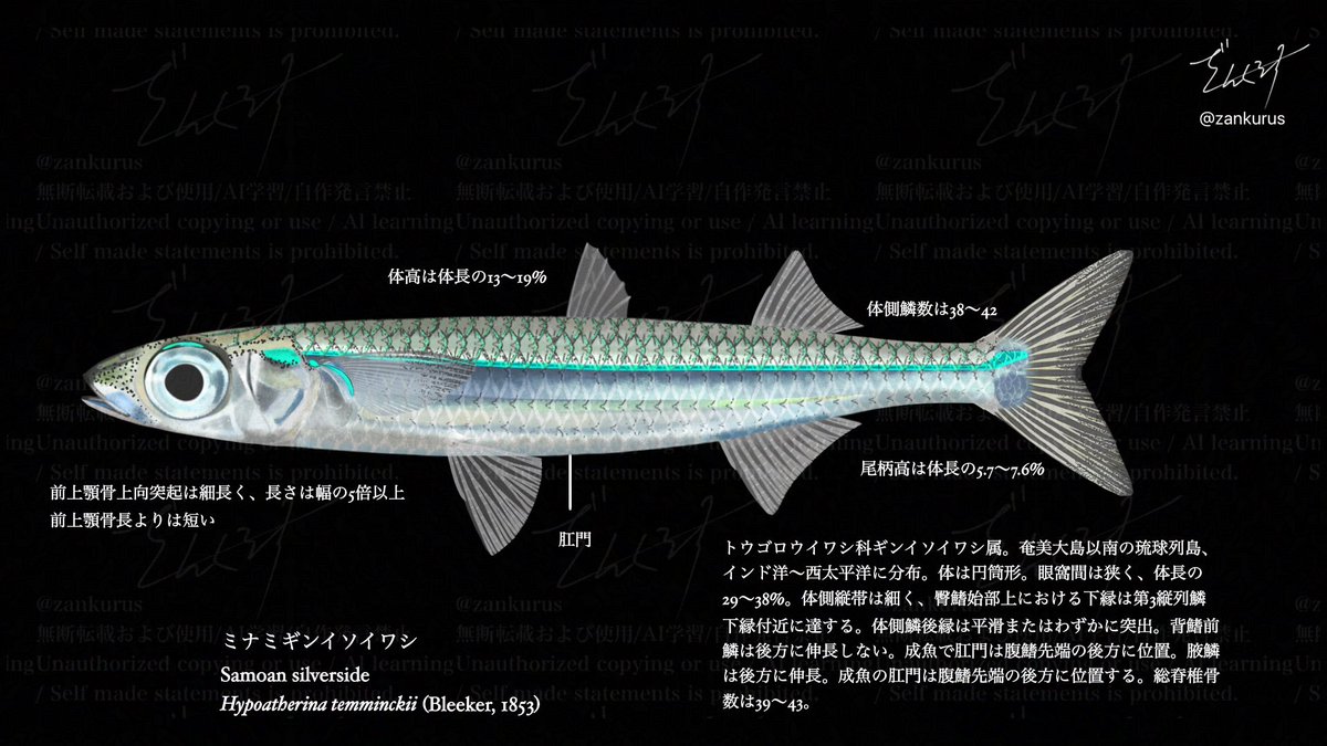 ミナミギンイソイワシ Samoan silverside Hypoatherina temminckii