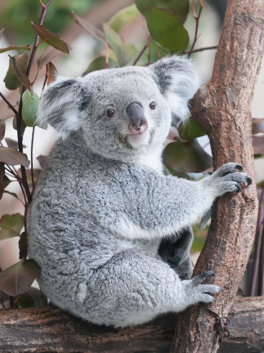あずちゃんｶﾜｲｲﾈｪ🐨 #多摩動物公園 #コアラ #あずま