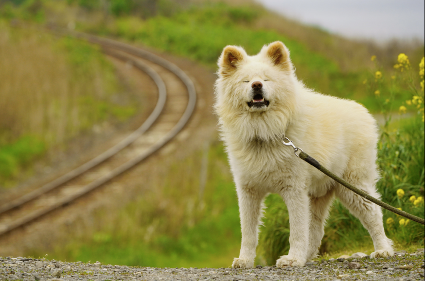 わさお公式 (@WASAO_official) / Posts / X