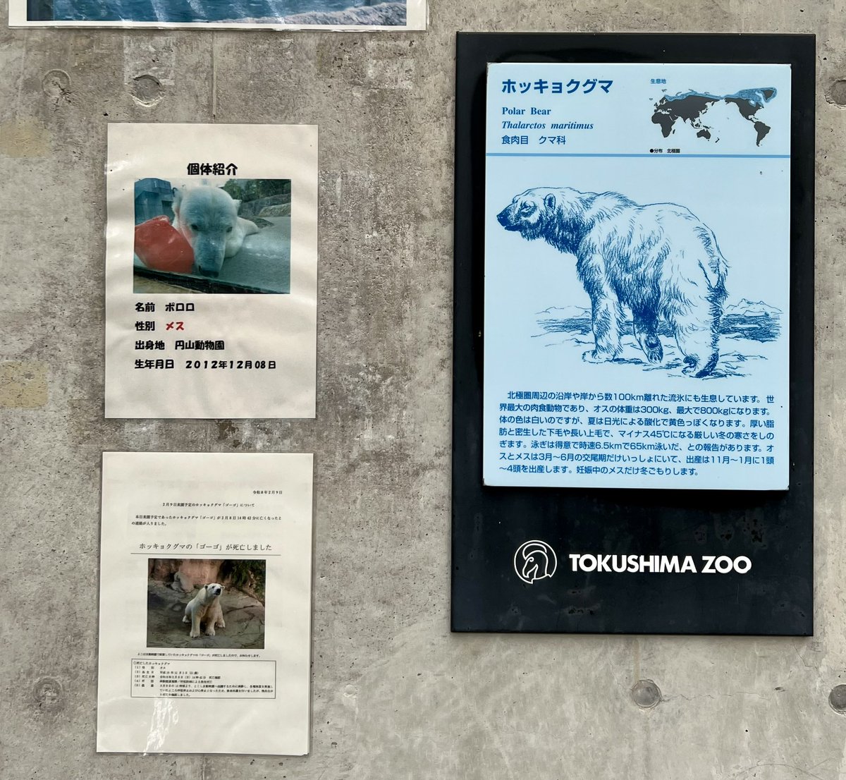 くまとねこ (@bear_87cat) / Posts / X