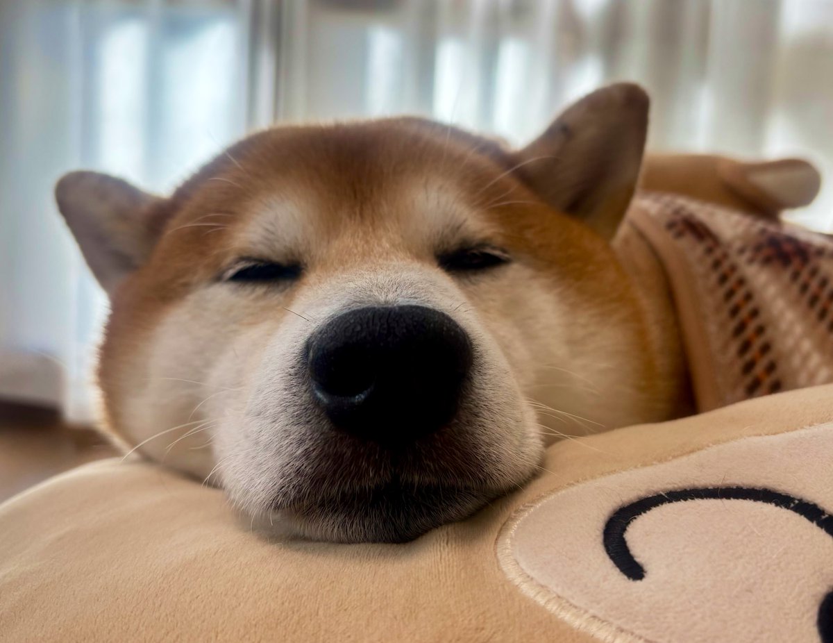 しばわんこ (@48dogchat1mame2) / Posts / X