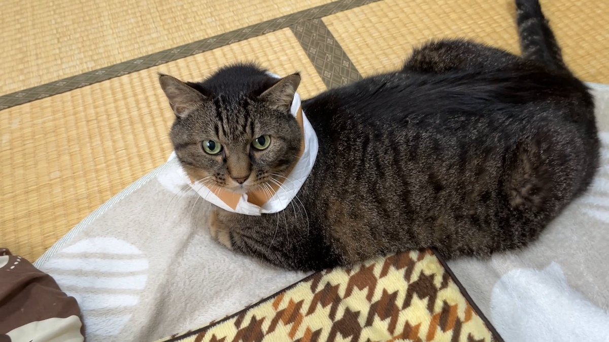 YouTube更新しました🐈 首にペットシーツを巻いてる以外はほぼ通常通り
