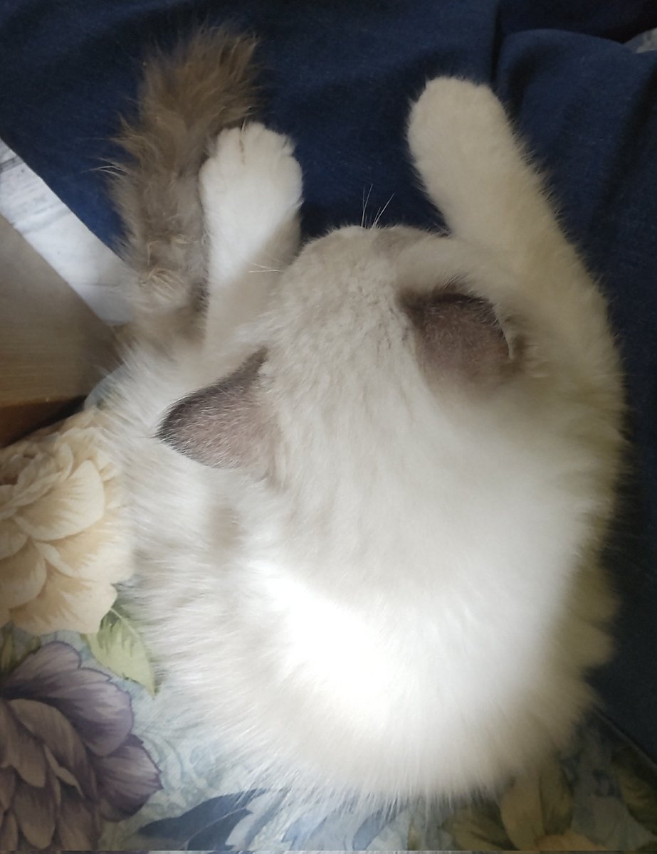 8VA64ArRkX7nOHE その様子ですね😸 家もラグドールがいますので貼り