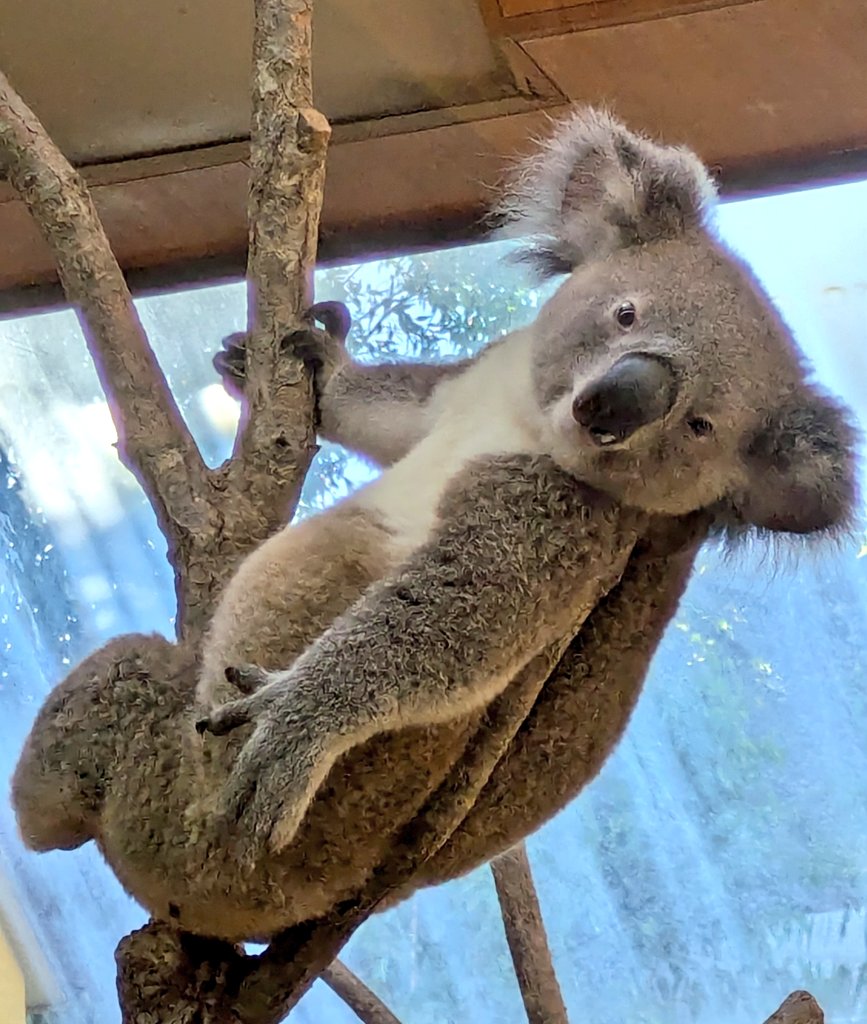 神戸コアラ日記 🐨 #ムチムチどすこいboy #オウキ 【 #桜希 】くん