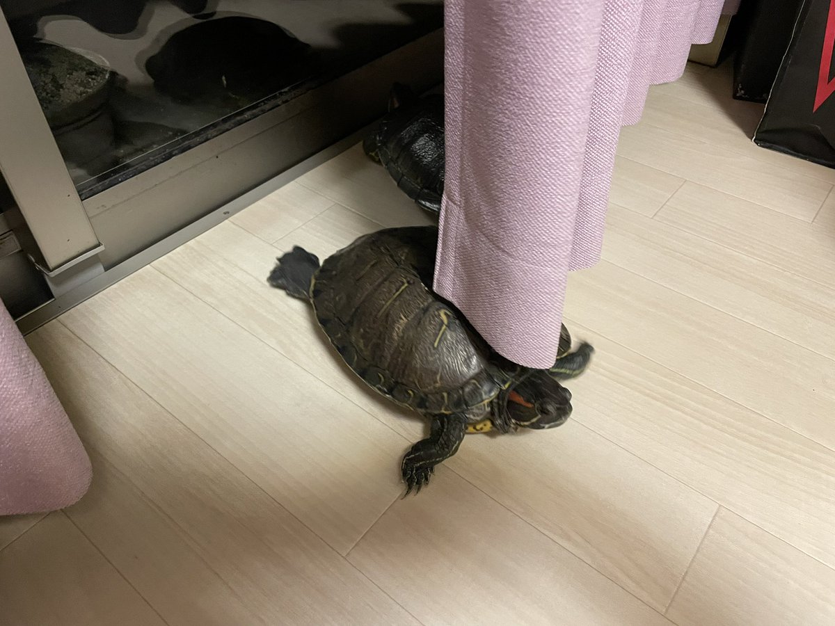 ただいま〜😊🐢🐢🐢🎶 朝のちびちゃん→今のちびちゃん
