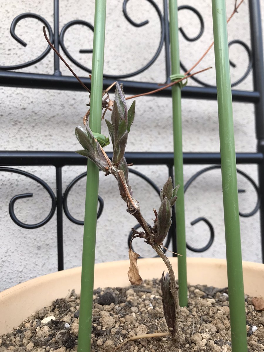 coco (@coco_n) / Posts / X