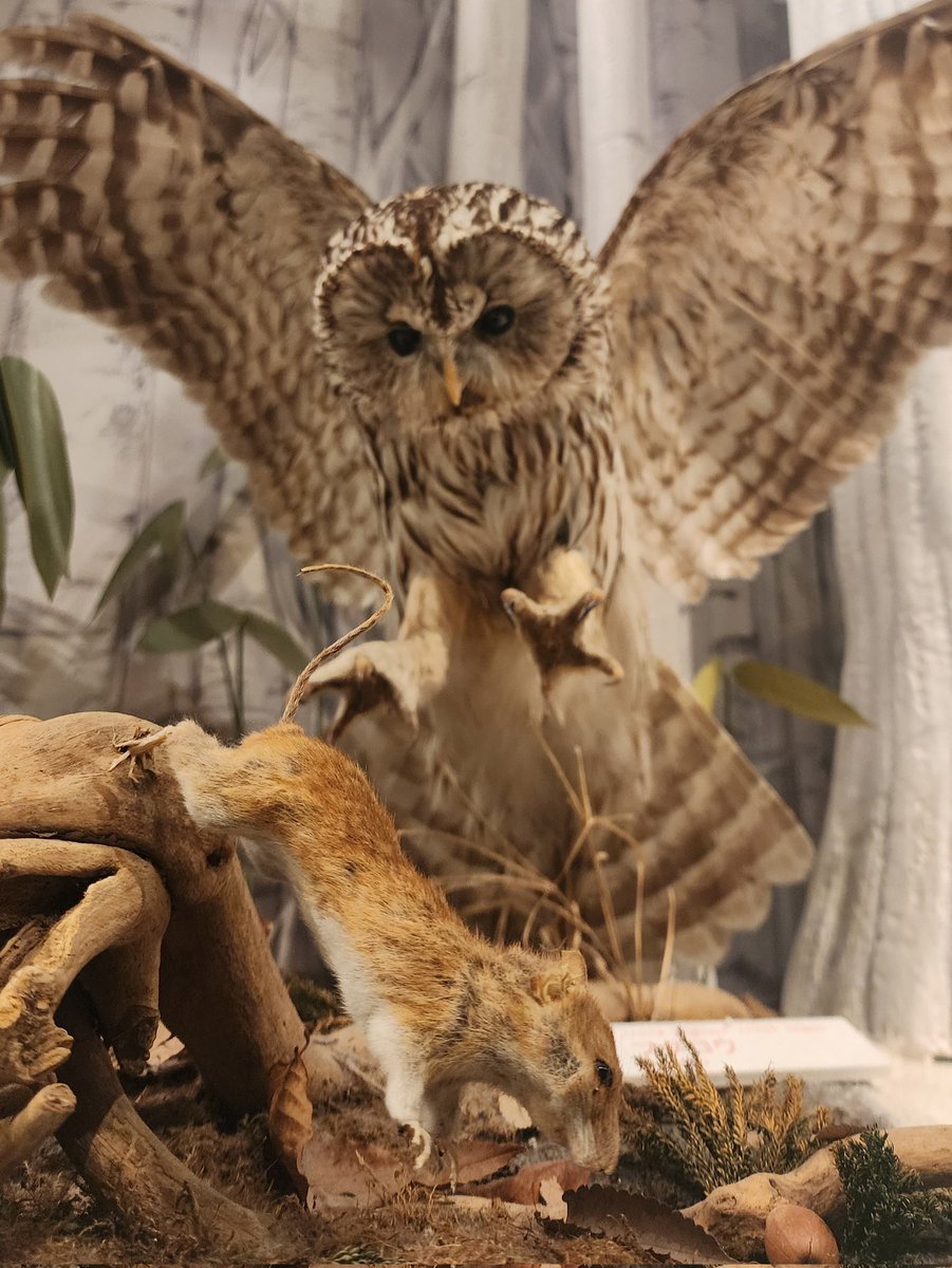 山岳博物館の二階では、日本に生息する動物たちの剥製が展示されてい