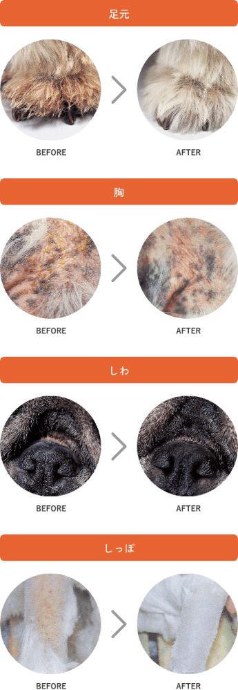 ZOIC スーパー クレンジング 1L: 300｜業務用トリミング用品通販