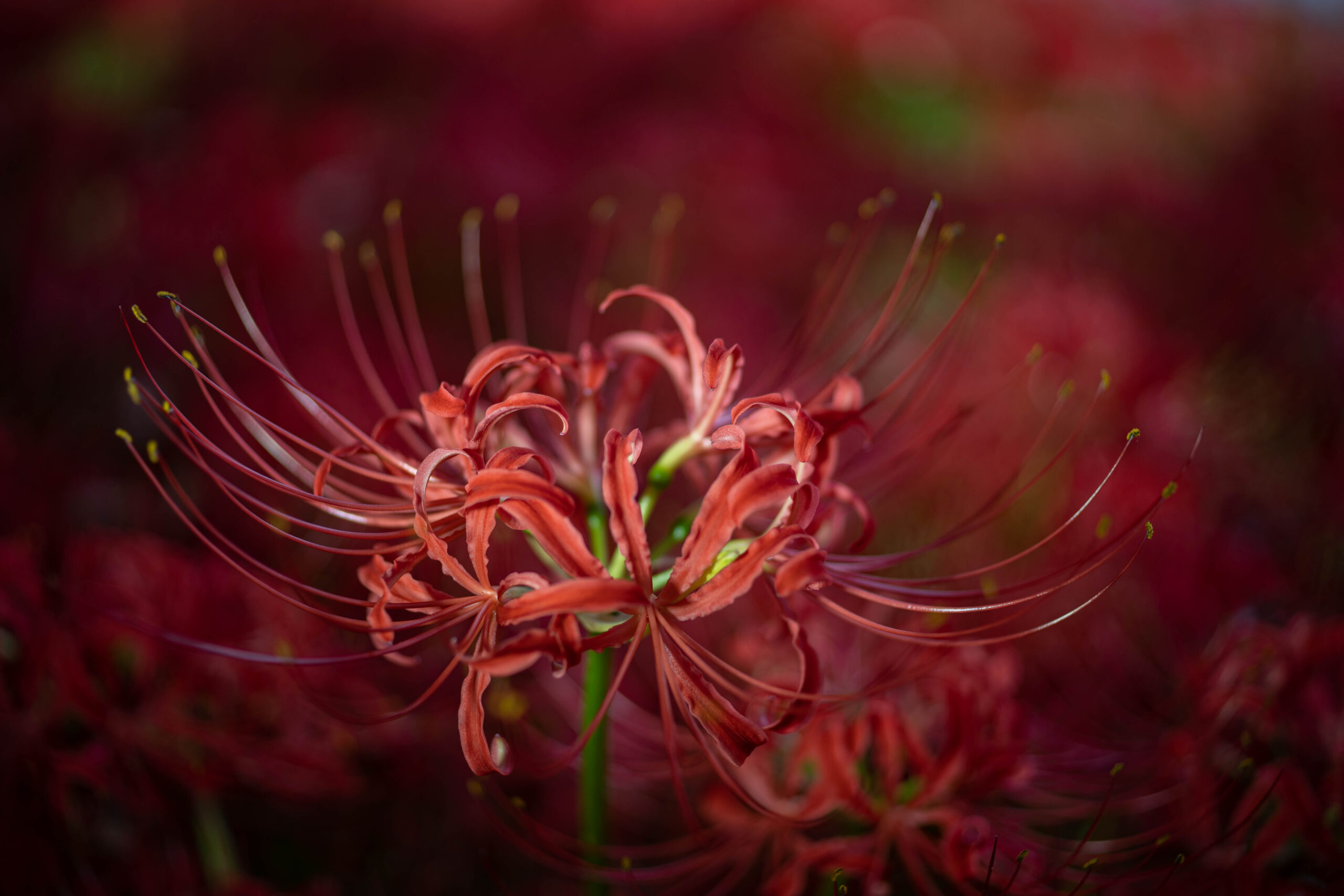 ヒガンバナ「彼岸花」（Red spider lily）9月に咲く曼珠沙華 | ふぉと