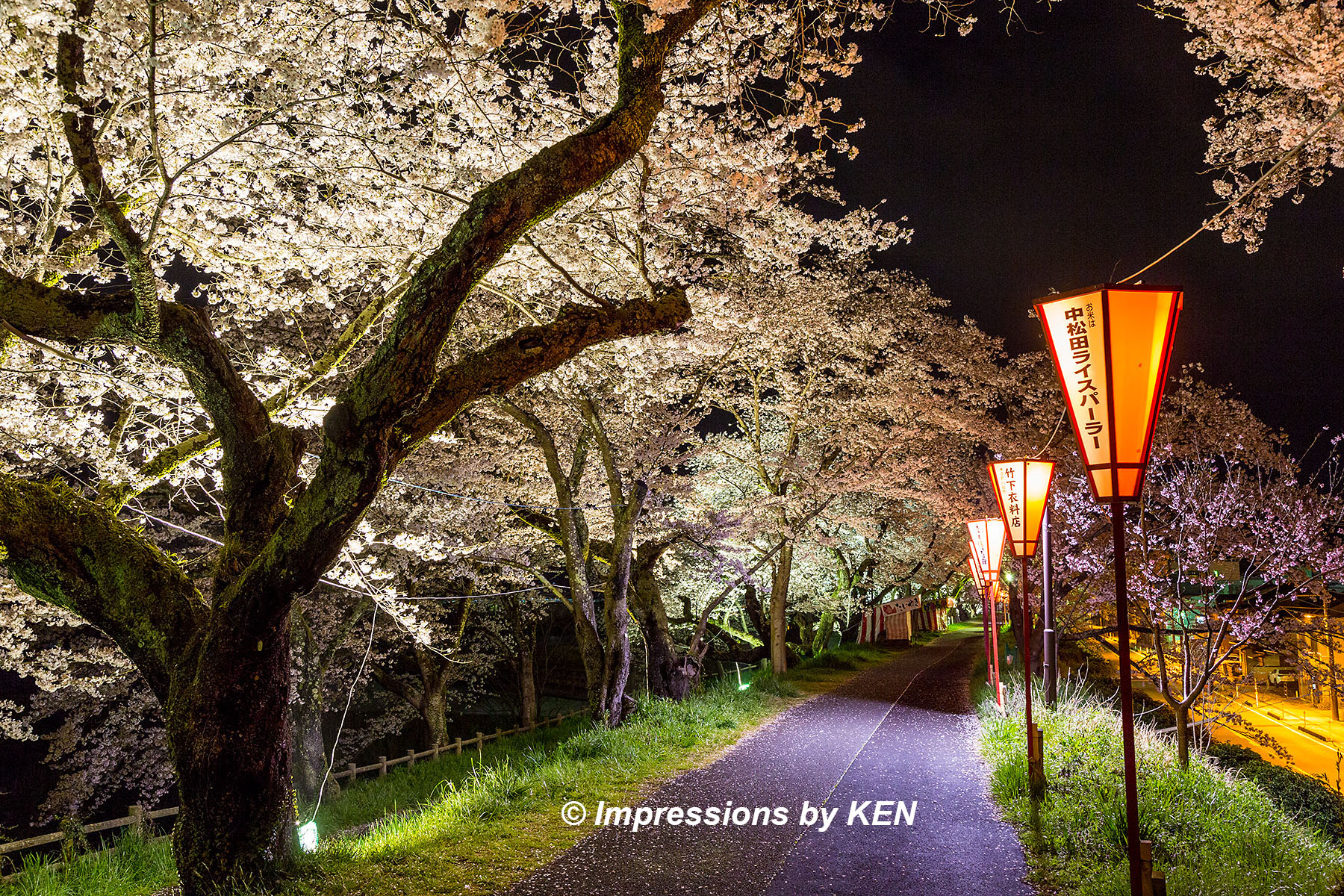 斐伊川堤防と五右衛門川の桜並木 2024 - Impressions by KEN