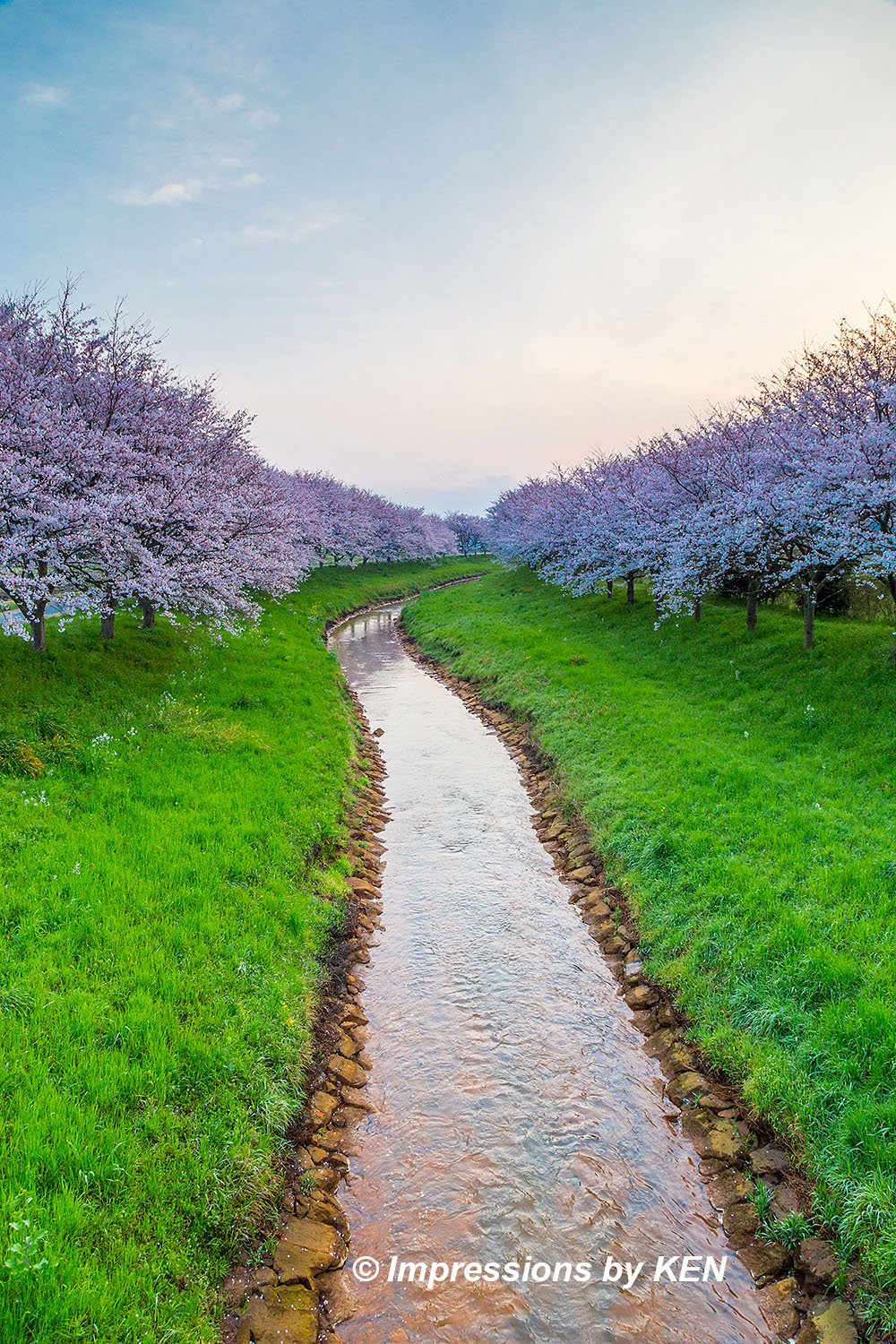 斐伊川堤防と五右衛門川の桜並木 2024 - Impressions by KEN