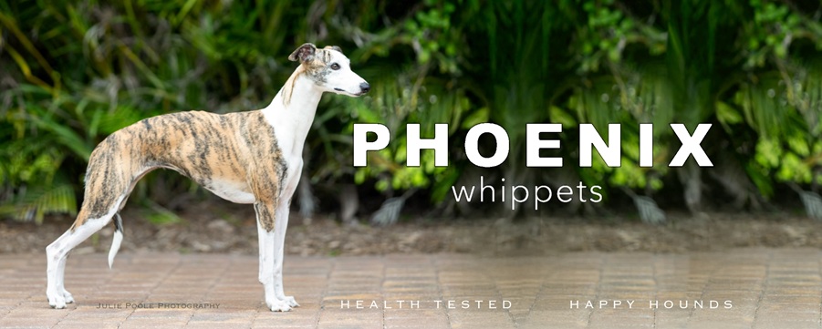 Phoenix Whippets