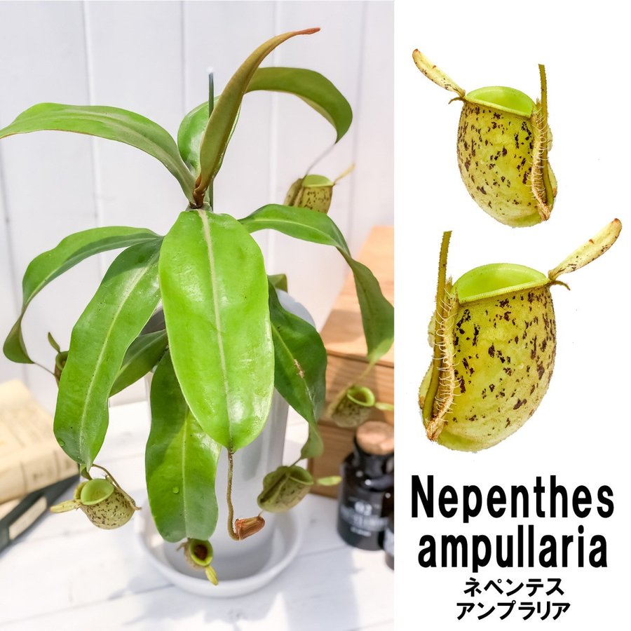 PLANCHU 食虫植物 ネペンテス アンプラリア Nepenthes ampullaria