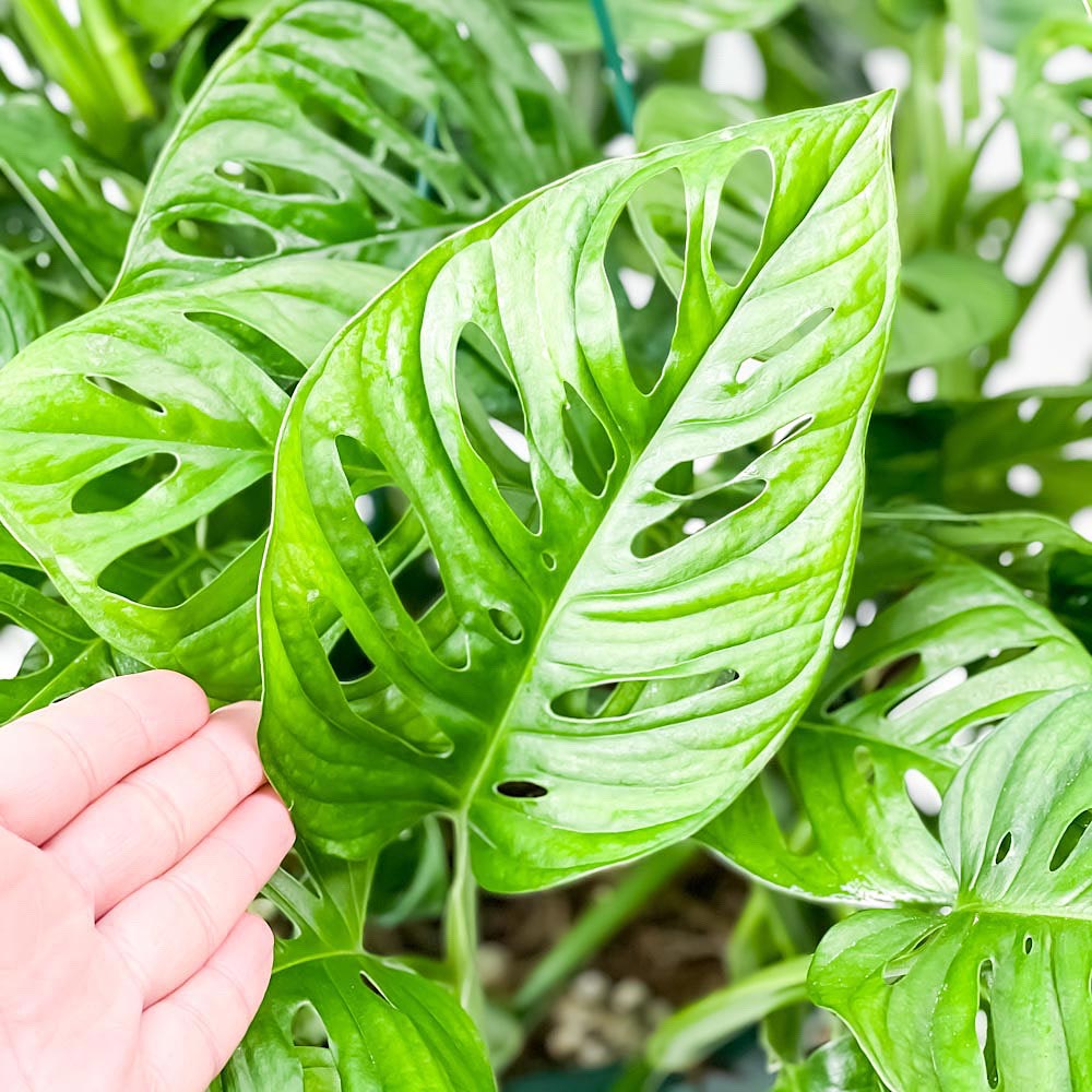 PLANCHU 観葉植物 モンステラ フリードリヒスターリー Monstera