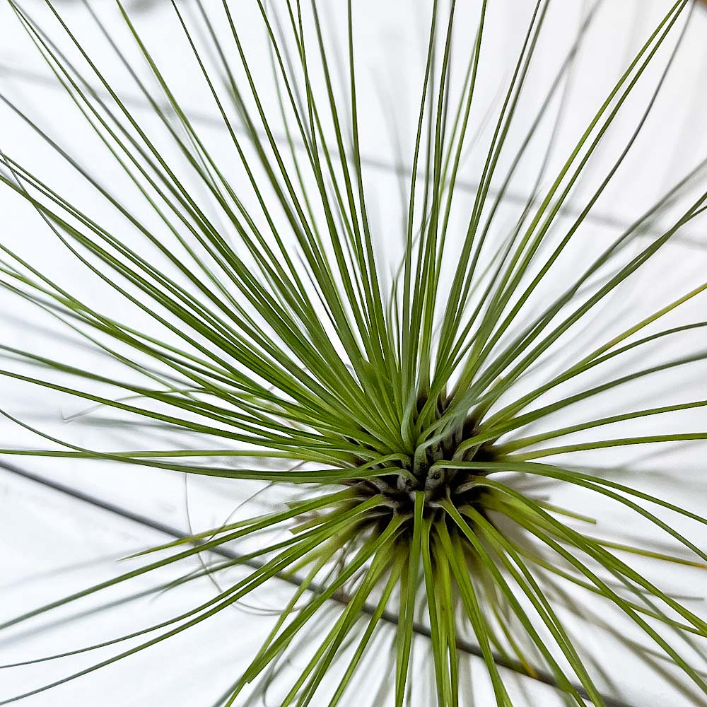 PLANCHU エアプランツ ティランジア フィリフォリア Tillandsia