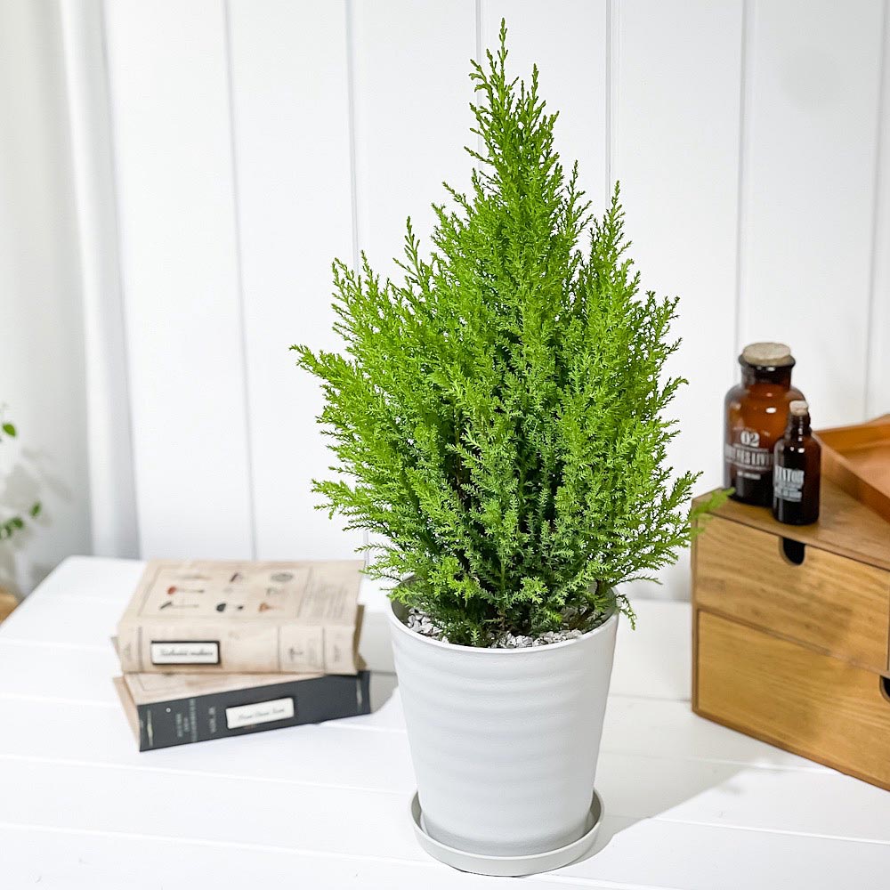 PLANCHU770056 観葉植物 コニファー ゴールドクレスト ウィルマ 5号鉢