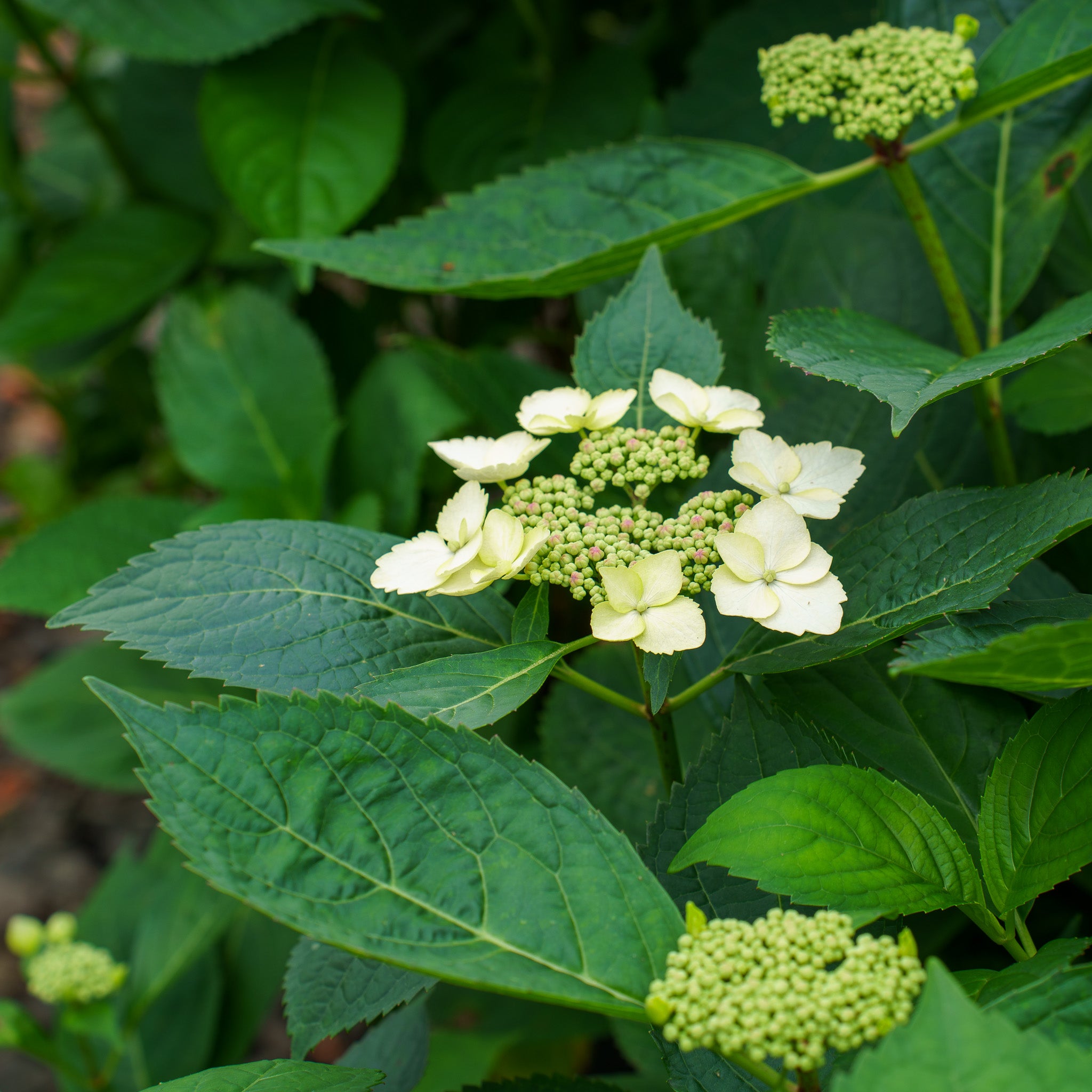 TokyoDelightHydrangea_1.jpg?v=