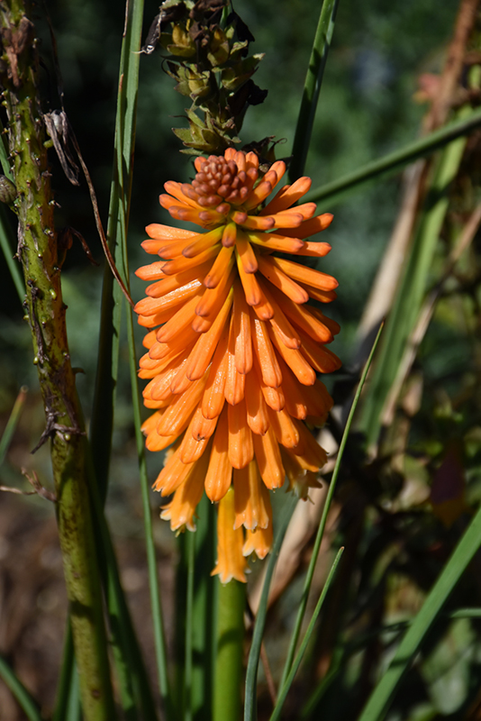 Pyromania Orange Blaze Torchlily (Kniphofia 'Orange Blaze') in