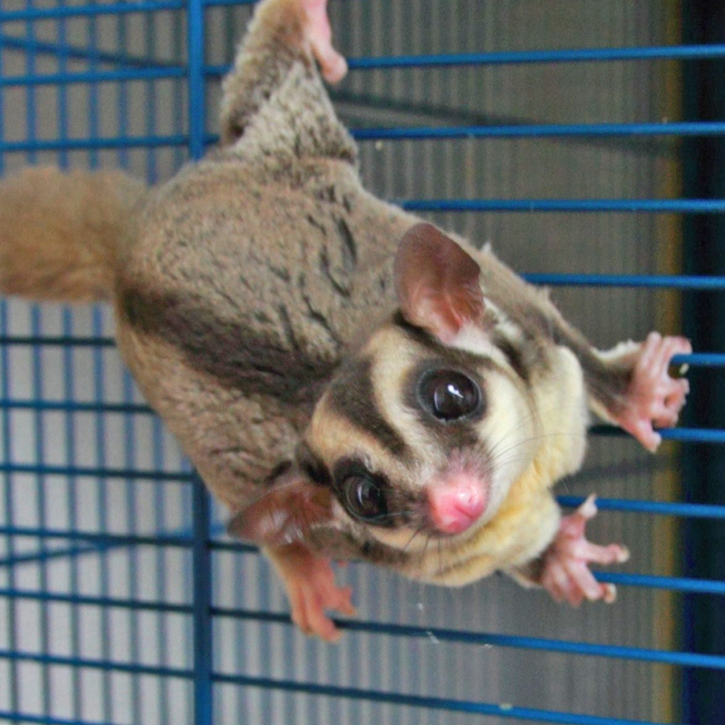 徹底解説】フクロモモンガが暮らしやすいケージレイアウトとは？