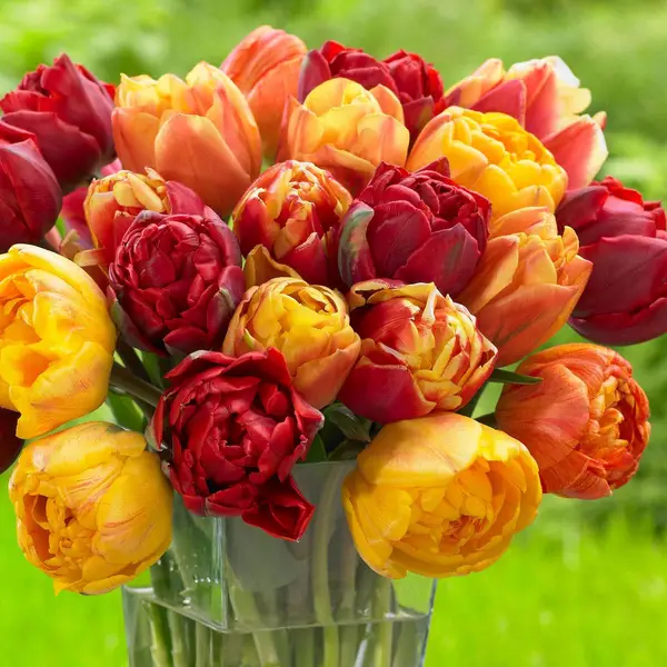 Longfield Gardens Tulip Blazing Flames Mix - 32100182 | Blain's