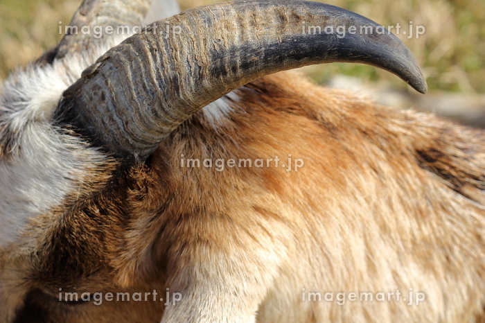 ヤギの角の写真素材 [215654461]｜毎月1点無料（フリー）のストック