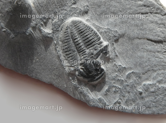地球の歴史！古生代を代表する三葉虫の化石の写真 [211574330]｜毎月1