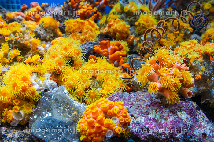 オレンジ色の沢山の珊瑚の写真素材 [257135394]｜毎月1点無料（フリー