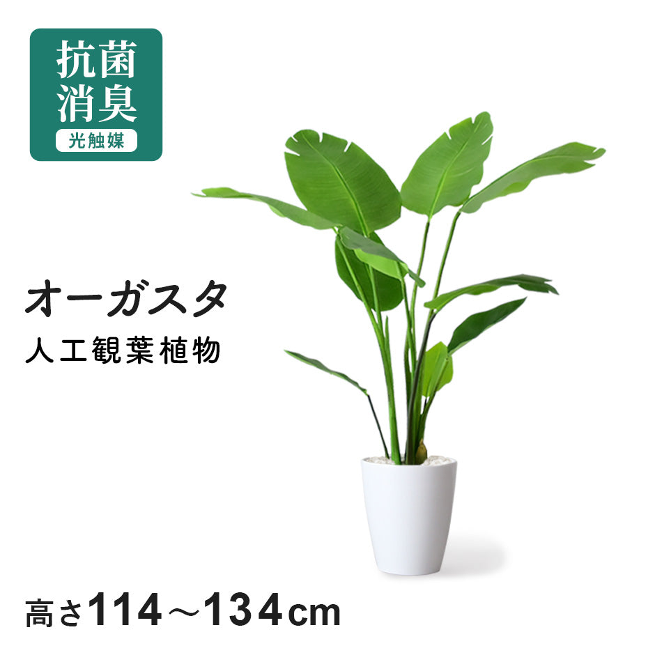 人工観葉植物 オーガスタ｜【公式】家具通販のremembrance_doris