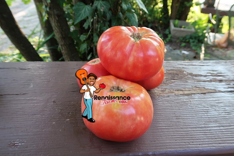 Reinhard Kraft's Giant Astrakhansky Tomato Seeds For Sale