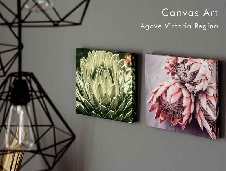 アートパネル アガベ 花 フラワー 植物 写真 アートフレーム 約30cm