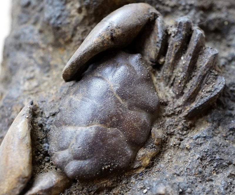 母岩付きカニ化石 新生代(鮮新世) インドネシア産 01 利中天然石