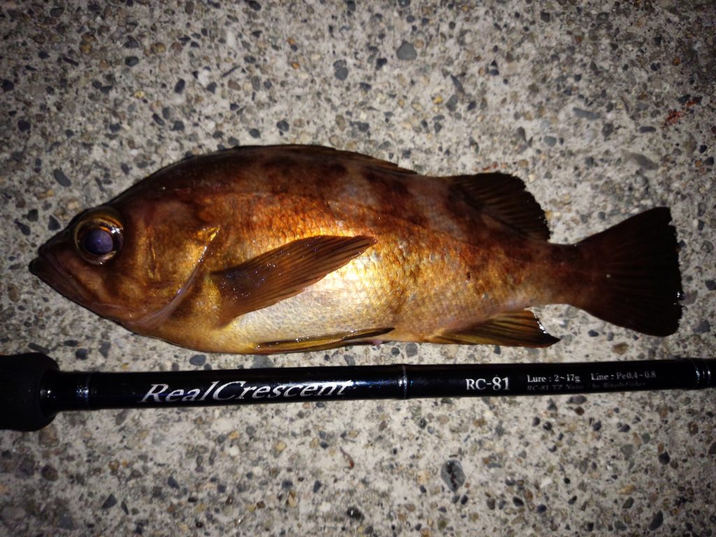 Real Crescent 81 フィールドスタッフによる製品レビュー。 | リップル