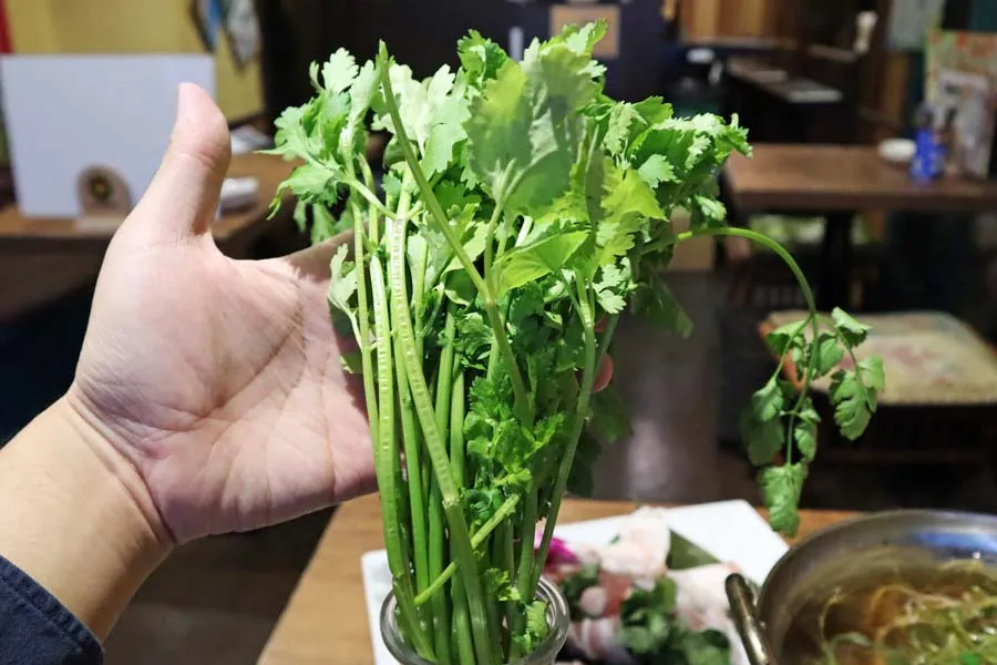 渋谷】“追いパク”レベルを超えた「パクチー食べ放題」レポ