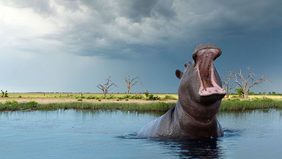 American woman attacked by hippo after boat capsizes on Zimbabwe