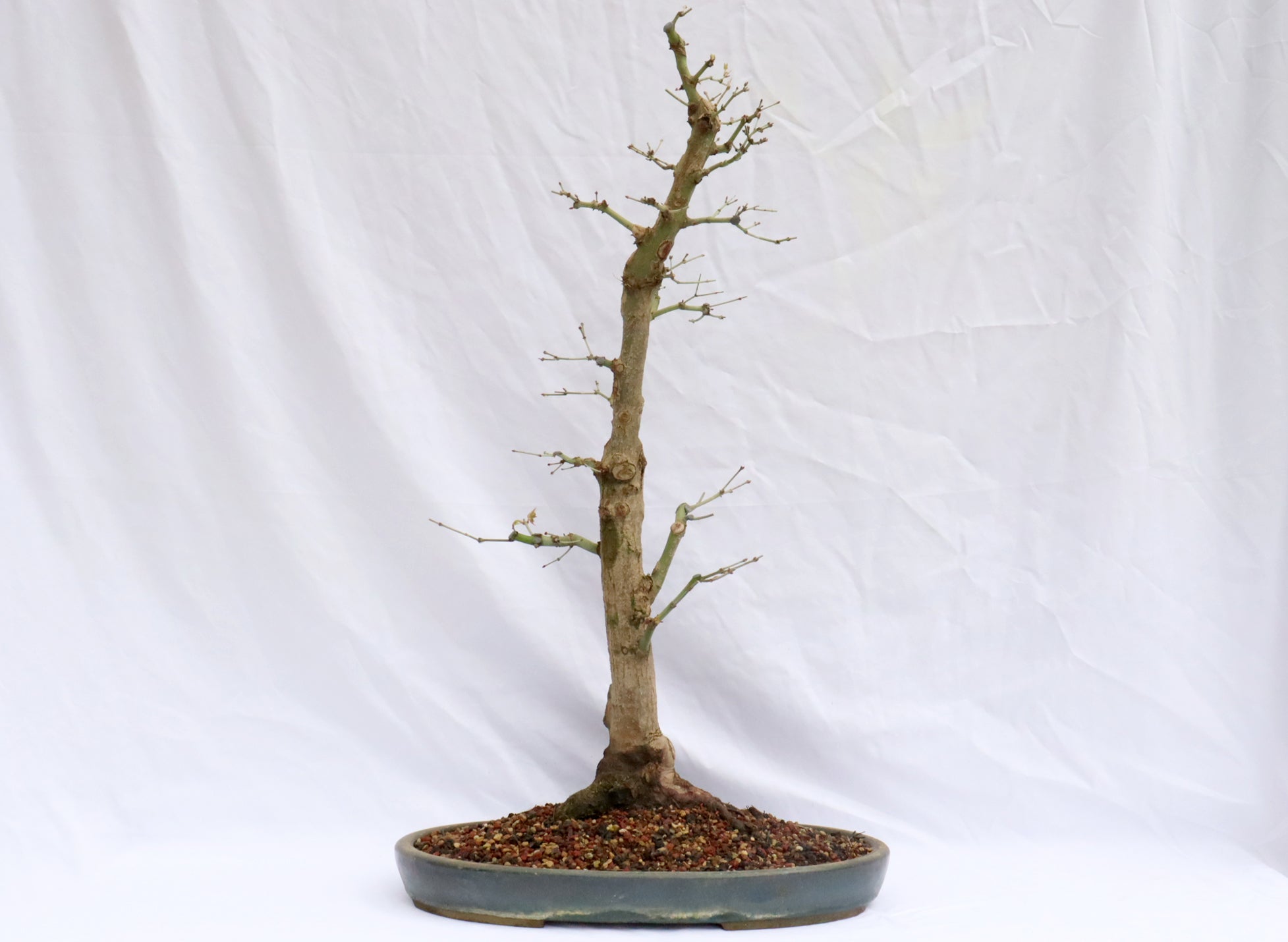 Large Japanese Maple (Started in 1989) Specimen Bonsai | Schley's